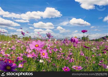 Natural view cosmos filed and sunset on garden background