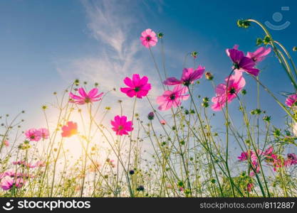 Natural view cosmos filed and sunset on garden background