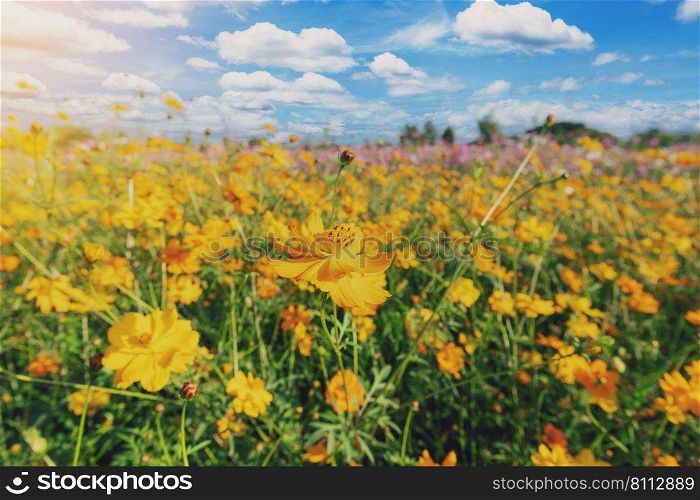 Natural view cosmos filed and sunset on garden background