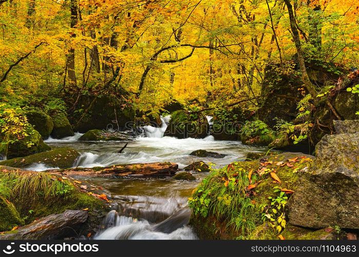Natural view of autumn color destination at Oirase Gorge with the Oirase River flow passing green mossy rocks in the colorful foliage of autumn in Towada Hachimantai National Park, Aomori Prefecture, Japan.