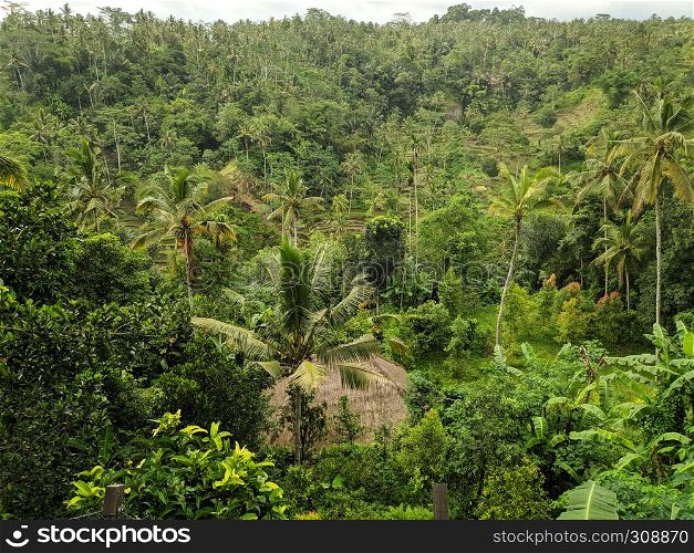 Natural view of Ubud in Bali Indonesia