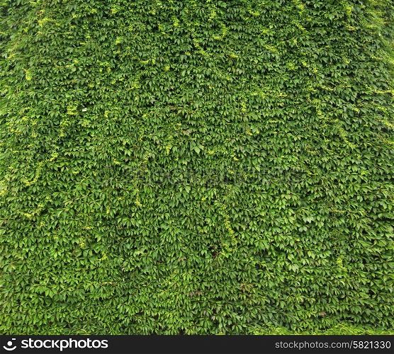 Natural wall made of fresh leaves