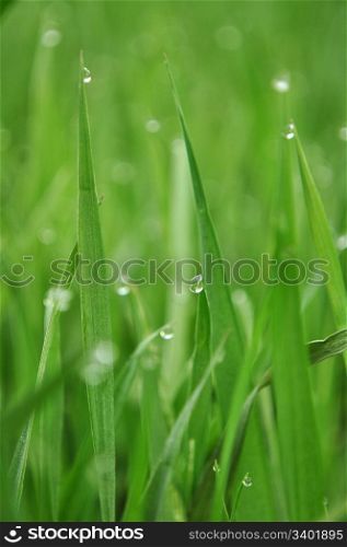 natural water drops on fresh green grass in the morning