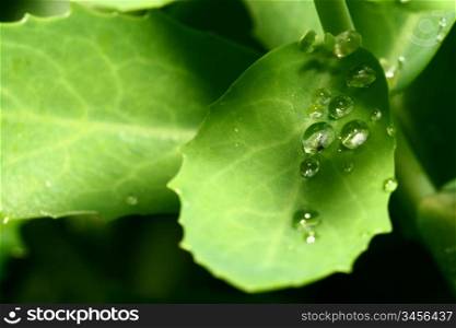 natural waterdrop on green leaf macro