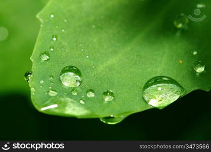 natural waterdrop on green leaf macro