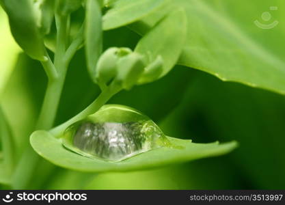 natural waterdrop on green leaf macro