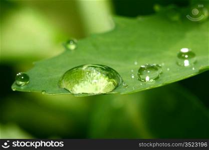 natural waterdrop on green leaf macro