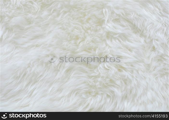 natural white sheep fur for background
