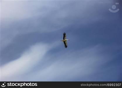 natural white stork (ciconia ciconia) in flight, spread wings, blue sky with clouds