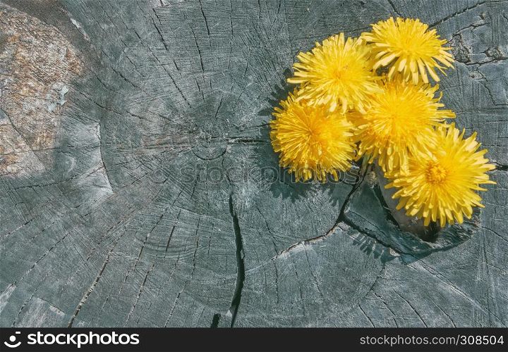 Natural wood background - dandelion flowers on an old stump with annual rings close-up. Selective focus, space for copy.. Dandelion Flowers On The Old Wooden Background