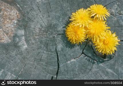 Natural wood background - dandelion flowers on an old stump with annual rings close-up. Selective focus, space for copy.. Dandelion Flowers On The Old Wooden Background