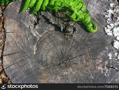 Natural wood background - green fern leaves on an old stump with annual rings close-up. Selective focus, space for copy.. Fern Leaves On A Wooden Background