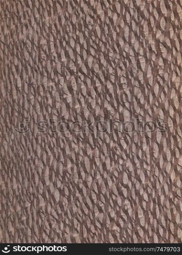 Natural wooden texture background. Lacewood.