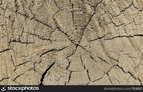 Natural wooden texture with rings and cracks pattern, closeup