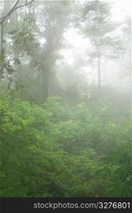 natural woodland with fog. tropical forest in asia.