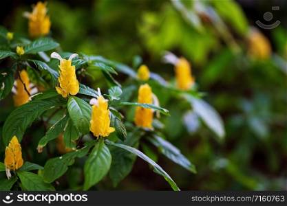 Natural yellow flower in the garden pattern background and wallpaper