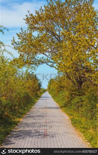Nature, active leisure time, going for walks concept. Sidewalk in green park, early autumn sunny day. Nature concept, sidewalk in green park