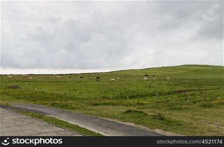 nature, agriculture, countryside and landscape concept - view to cows grazing on farmland field at wild atlantic way in ireland