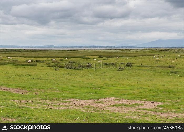 nature and agriculture concept - sheep grazing on field of connemara in ireland. sheep grazing on field of connemara in ireland