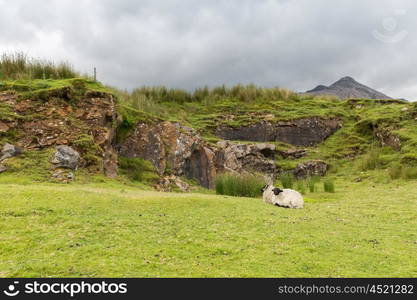 nature and agriculture concept - sheep grazing on hills of connemara in ireland. sheep grazing on hills of connemara in ireland