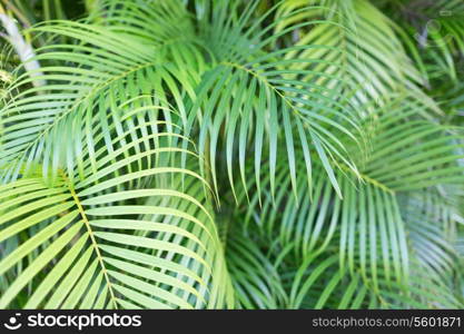 nature and background concept - close-up of palm tree leaves