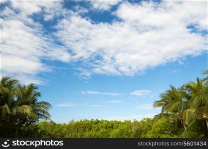 nature and background concept - green forest and cloudy blue sky