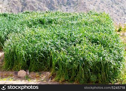 nature and color in oman the cultivation of rice plant