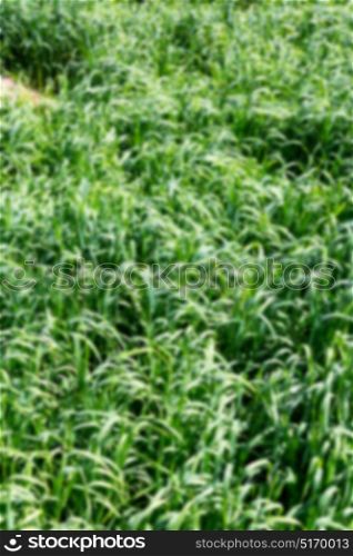 nature and color in oman the cultivation of rice plant blurred