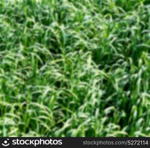 nature and color in oman the cultivation of rice plant blurred