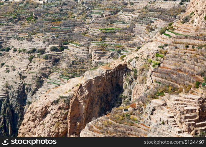 nature and color in oman the cultivation of rice plant hill