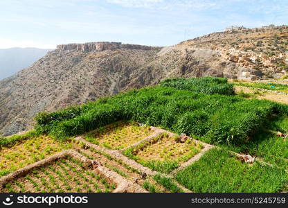 nature and color in oman the cultivation of rice plant hill