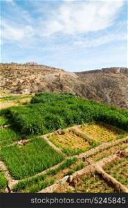 nature and color in oman the cultivation of rice plant hill