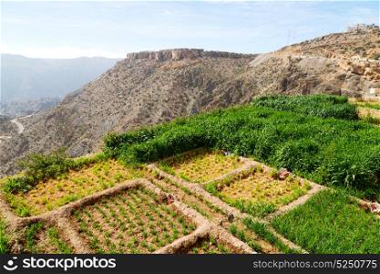 nature and color in oman the cultivation of rice plant hill