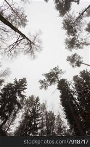 Nature and environment. Autumn trees top against the sky on foggy dark misty day. Black white photo