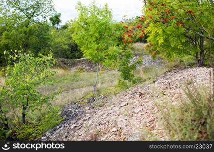 nature and environment concept - close up of rocky hill and trees. close up of rocky hill and trees