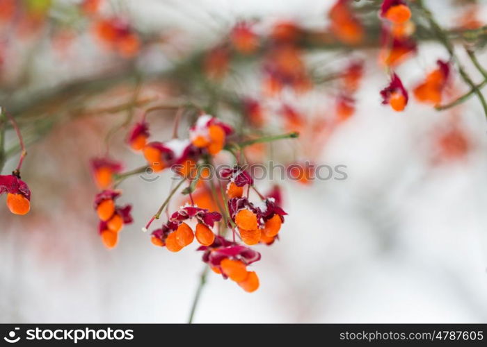 nature and environment concept - spindle tree or euonymus hamiltonianus branch with fruits in winter. spindle or euonymus branch with fruits in winter