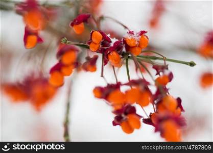 nature and environment concept - spindle tree or euonymus hamiltonianus branch with fruits in winter. spindle or euonymus branch with fruits in winter