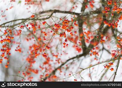 nature and environment concept - spindle tree or euonymus hamiltonianus branch with fruits in winter. spindle or euonymus branch with fruits in winter