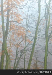 Nature and environment. Forest autumnal trees. Landscape in the foggy hazy day.