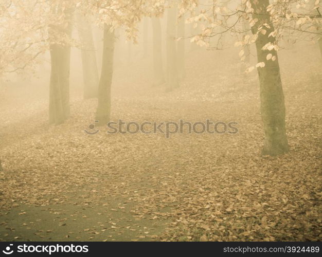 Nature and environment. Forest autumnal trees. Landscape in the foggy hazy day.