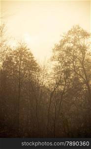 Nature and environment. Forest autumnal trees. Landscape in the foggy hazy day.