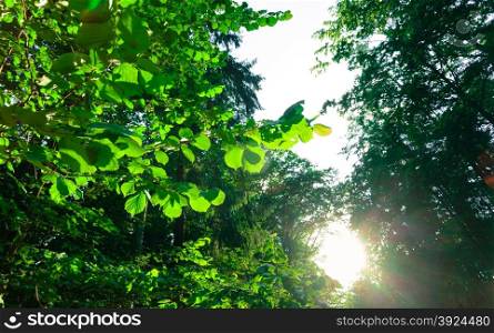 Nature and environment. Forest green trees against sky and sunlight. Landscape in the summer.