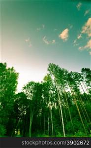 Nature and environment. Forest trees against the blue sky. Landscape in the summer.
