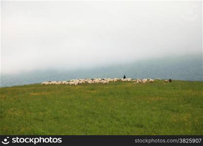 Nature and environment. Herd of sheep in the mountain landscape in the summer. Travel and tourism.