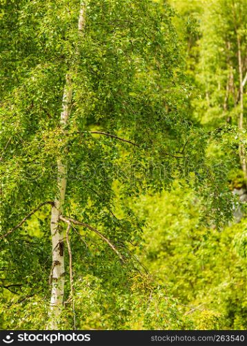 Nature and environment. Silver birch trees in green summer forest. Silver birch trees in green summer forest