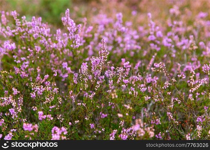 nature and flora concept - close up of blooming heather field. close up of blooming heather field