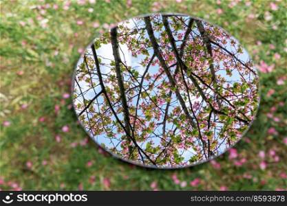 nature and flora concept - close up of cherry tree blossoms reflection in round mirror on ground in spring garden. cherry tree blossoms reflection in round mirror