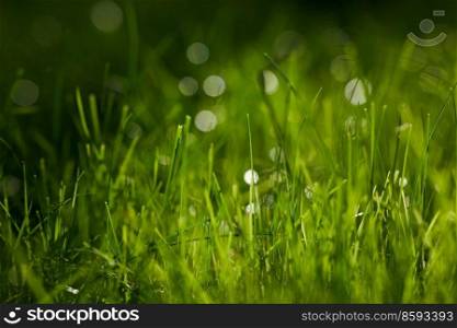nature and flora concept - close up of green grass in summer. close up of green grass in summer