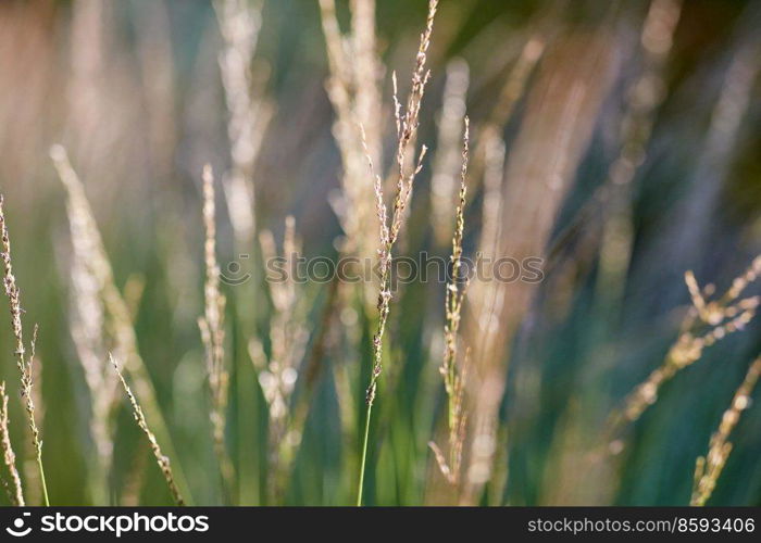 nature and flora concept - close up of herbs growing in summer field. close up of herbs growing in summer field