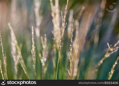 nature and flora concept - close up of herbs growing in summer field. close up of herbs growing in summer field